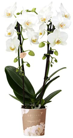 Kolibri Orchids | weiße Phalaenopsis-Orchidee - Niagara Fall - Topfgröße Ø9cm | blühende Zimmerpflanze - frisch vom Züchter