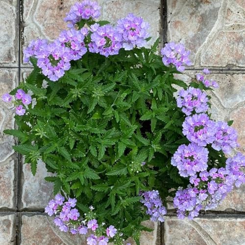 verbena ibrida - resistenti balcone in vaso decorazioni per il con 600semi