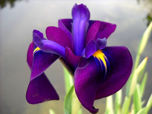 Lincolnshire Pond Plant Ltd - Iris Ensata - 9cm