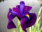 Lincolnshire Pond Plant Ltd - Iris Ensata - 9cm