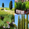 300 pz semi di cipresso Piante resistenti per il giardino Le piante di cipresso sono resistenti, semi esotici di piante da giardino semi storici del giardino interno semi di alberi