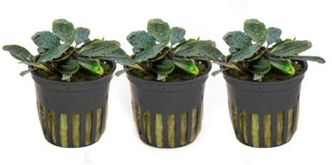 AquaOne Aquarium Pflanze 3 Stück Bucephalandra sordidula 'Blue red' I Wasserpflanze Aquariumpflanze Wurzelstock/Rhizom einfach pflegeleicht Aquascaping Dekoration