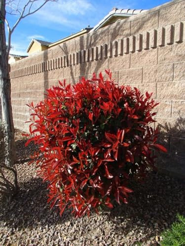 Fotinia Photinia x fraseri Dynamo Red pianta da siepe sempreverde in vaso ø33 cm h. 125/150 cm Vivaio di Castelletto