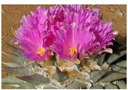 Ariocarpus B694 Lot de 3 graines de cactus pour jardin