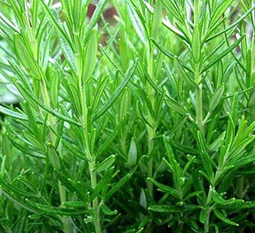 Semi di rosmarino - Rosmarinus officinalis - 80 semi - 80 semi