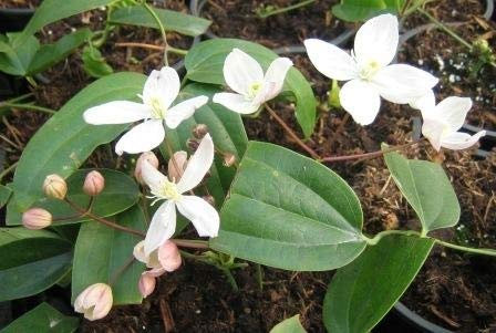 Clematis armandi Appleblossom - (60-100 cm) - Waldrebe/Klematis