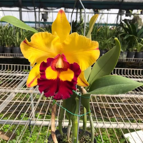 350 pcs cattleya orchidee pflanze samen - blumen für balkon, bio saatgut cattleya samen (Cattleya hybrida), gartenpflanzen, stauden winterhart bienenwiese saatgut mehrjährig winterhart,