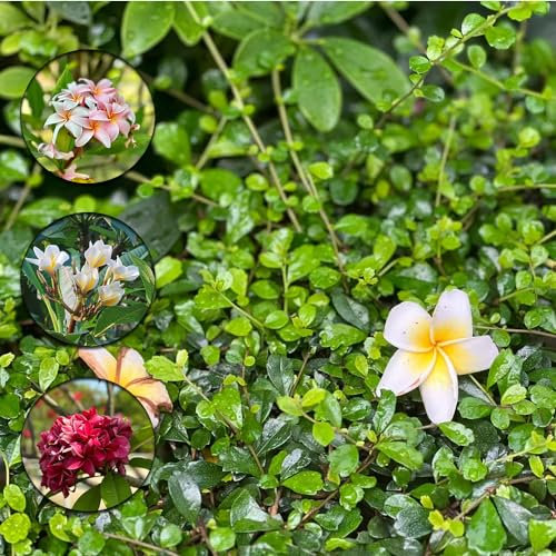 60 pcs plumeria frangipani pflanze samen blumensamen geschenk,Plumeria rubra,Seltene Pflanzen serie bienenwiese saatgut gartensamen ausgefallene geschenke bienen wiese gewächshaus