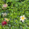 60 pcs plumeria frangipani pflanze samen blumensamen geschenk,Plumeria rubra,Seltene Pflanzen serie bienenwiese saatgut gartensamen ausgefallene geschenke bienen wiese gewächshaus