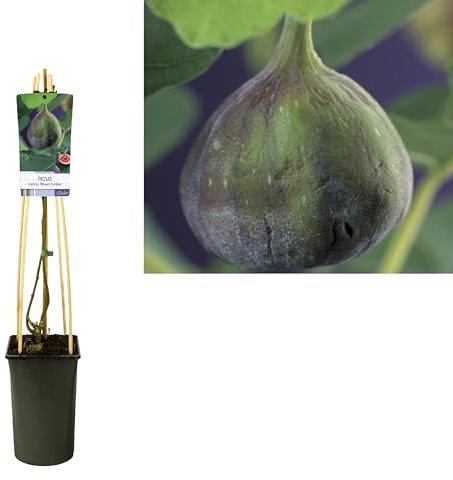 Feige 'Brown Turkey' 60 cm – Ficus carica, 2 Liter Topf, Mittelfrühe Sorte, Fruchtbar & Robuste Feigenpflanze für Garten & Terrasse