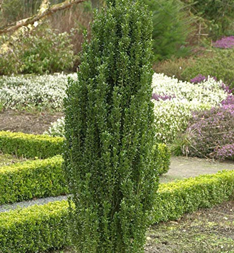 Japanische Zwerg Stechpalme Green Sentry 100-125cm - ilex crenata - Gartenpflanze