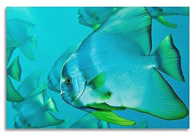 Sea Life Poster Schöne Fische im Wasser, dekoratives Gemälde, Leinwand-Wandposter und Kunstdruck, modernes Familienschlafzimmer-Dekor-Poster, 30 x 45 cm