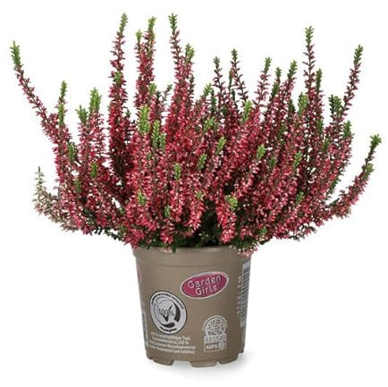 Brecina o Calluna Natural Planta Navideña que Dura Todo el Año y Alegra tu Hogar