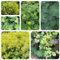 300 pcs Frauenmantel Samen Bio, balkon deko zimmerbonsai bonsai Alchemilla vulgaris, kräutergarten hochbeet herbs saat winterharte stauden mehrjährig kräuterbeet für die küche pflanzensamen