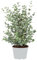 Eucalyptus gunnii - Mostgummi-Baum - Strauch - Immergrün - ⌀17 cm - 40-50 cm