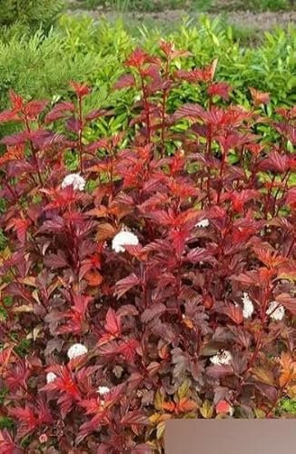 Physocarpus opulifolius Diable d`Or ® Fasanenspiere - 60-80 cm