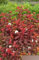 Physocarpus opulifolius Diable d`Or ® Fasanenspiere - 60-80 cm