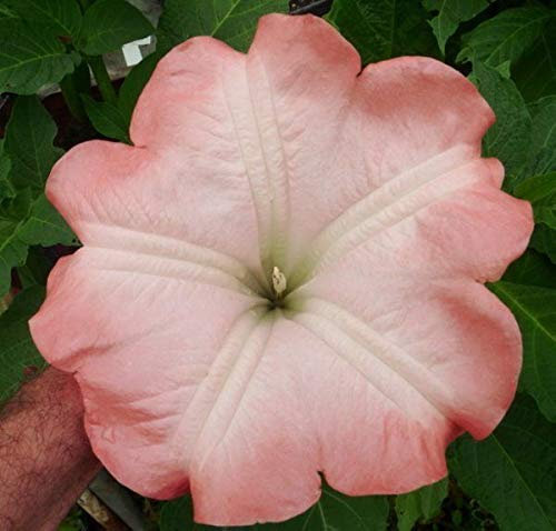 Portal Cool Brugmansia Pink, Pianta, Rooty Talee