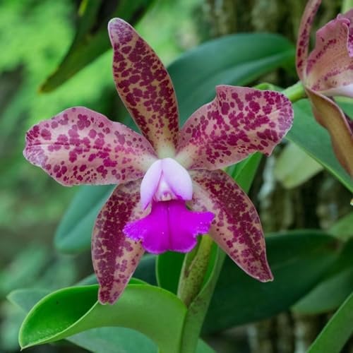 Cymbidium Blumenzwiebeln,Winterhart,Seltene Pflanzen,Cymbidium pflanzen mehrjährig,Cymbidium orchidee Pflanze,Dekorative blumen,phalaenopsis orchidee echt,Gartenzwiebeln.-3zwiebeln-F