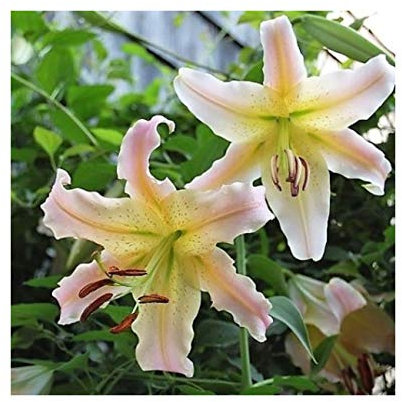 GARTHWAITE NURSERIES® : - 6 “Elusive” Oriental Trumpet Lily Bulbs Giant Tree Lily Garden Summer Perennial