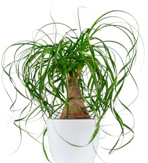 15 Samen Elefantenfuß, Flaschen Baum - Beaucarnea recurvata, Zimmerpflanze