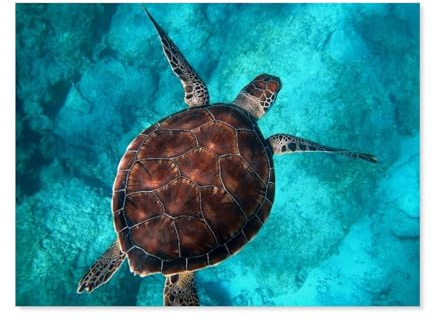 Turtle，Jigsaw Puzzles 1000 Pieces for teenagers Educational Games Home Decoration Unique Home Decor and Gifts（38x26cm）-P55