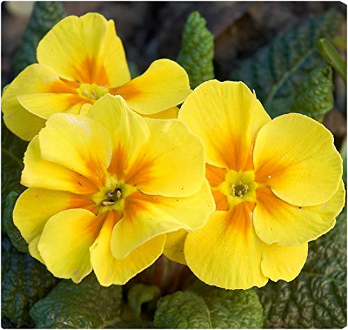 Yellow Primrose, Primula Acaulis 'Evie Yellow' X 12 Mini Plug Plants for Potting on