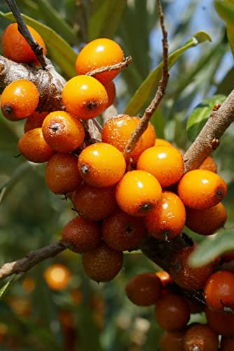 Sanddorn Hippophae rhamnoides 'Askola' Pflanze 25-30cm Seedorn Haffdorn Rarität