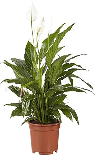 Espatifilo PREMIUM Planta Natural de Interior muy Resistente