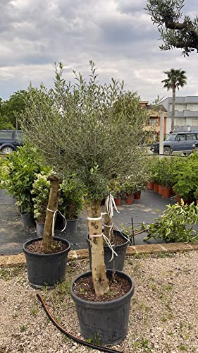 Olea EUROPEA (Olivo) - Pianta Albero Vaso 45 H 180 cm Foto Reali