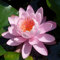 NINFEA COLORATA RUSTICA RESISTENTE (ROSA)