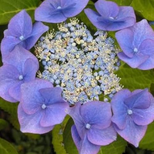 Bauernhortensie 'Blaumeise' - Hydrangea macrophylla 'Blaumeise' - 25-30 cm Topf - Blau blühende Hortensie für Garten