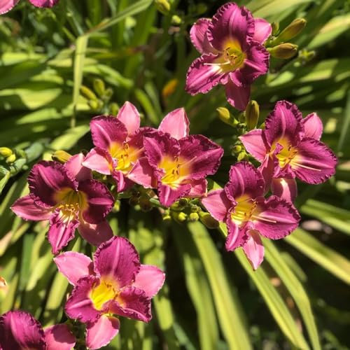 300 pcs taglilien winterhart samen - outdoor pflanzen, exotische pflanzen winterhart taglilie pflanze kaufen - Hemerocallis Fulva - bienenfreundliche blumensamen, garten geschenk schnittblumen,