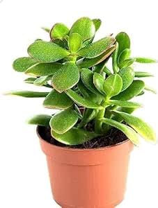 Pianta grassa succulenta da Esterno Interno con Vaso (CRASSULA .)