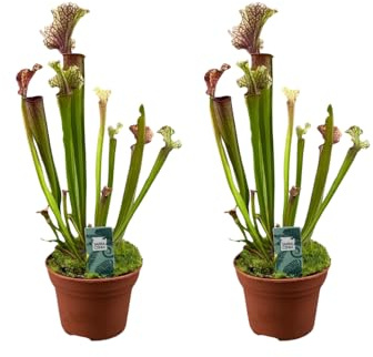 Sarracenia Judith Hindle - Pianta carnivora | 2 pezzi - 30cm - Ø12cm - Pianta d'appartamento - Sempreverde - Multideal