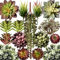 miltonson Lot de 16 Plantes succulentes artificielles Assorties – 4,1 cm à 17 cm – Succulentes texturées réalistes – Cactus Imitation Aloe – Plantes décoratives résistantes à la décoloration