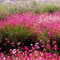 50 pcs Prachtkerze samen（gaura lindheimeri）， winterharte pflanzen für garten prachtkerze pflanze winterhart，gartenpflanzen balkonpflanzen，pflanzen für sonnige plätze gartenpflanzen