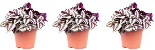 3er-Set Zebrakraut - Höhe ca. 20 cm, Topf-Ø 12 cm - Tradescantia zebrina Smit Silver Sicilian