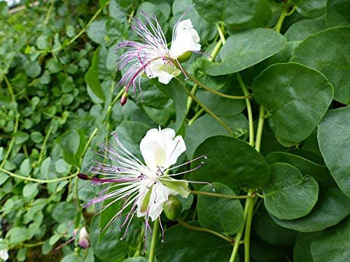 Seeds cape bush, flinders pink - seeds