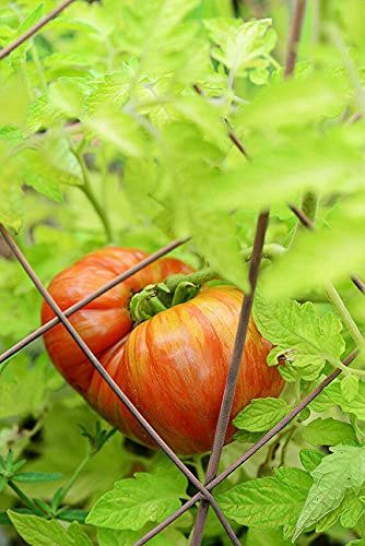 Tomate Cherokee Tiger Large 10+ Samen - Saatgut - BESONDERS und FEIN! P 078