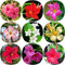 Samen Dipladenia Pflanze Winterhart, Mandevilla Sanderi Laxa, Mix Kletterpflanzen Blumenwiese Samen Mehrjährig Winterharte Pflanzen Für Den Garten Flower Seeds Extrem Winterharte Kübelpflanzen, 100