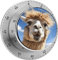 Timer, lustiger Alpaka-Lama-Druck, visueller Timer, mechanischer Küchentimer, Edelstahl, Countdown-Timer, 60-Minuten-Aufzieh-Timer