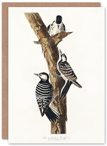 Artery8 John James Audubon Art Card Red Cockaded Woodpecker