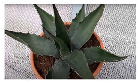 Stk - 10x Agave montana Bergagave Kaktus Garten Pflanzen - Samen B1887 - Seeds & Plants Shop by Ipsa