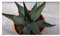 Stk - 10x Agave montana Bergagave Kaktus Garten Pflanzen - Samen B1887 - Seeds & Plants Shop by Ipsa