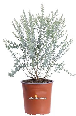Pianta di Eucalipto Crenulata Pianta di Eucalyptus Crenulata pianta da esterno cespuglio di Eucalipto pianta ornamentale pianta profumata pianta vera venduta da eGarden.store