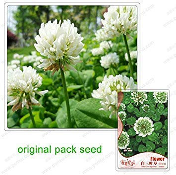 Potseed 250 Samen/Pack, Weißklee-Samen, Topf Klee, Balkon Topfpflanzen, Hof Pflanzensamen