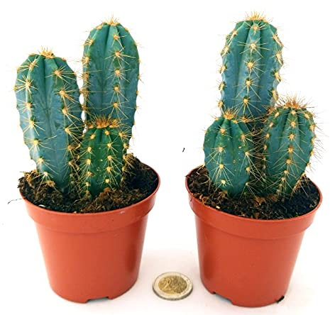 POWERS TO FLOWERS - CACTUS AZZURRO, AZUL, PILOSOCEREUS 2 PIANTE, VASO 10,5cm, pianta vera