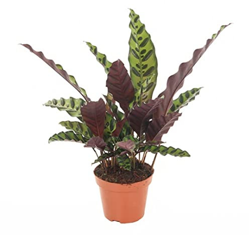 Plant in a Box - Calathea Insignis - Korbmarante - Luftreinigende Pflanze - Besondere Blätter - Topf 12cm - Höhe 30-40cm