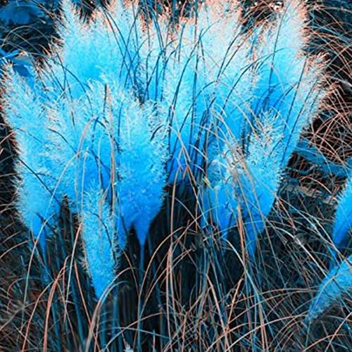 Haloppe 50 Stück Pampas-Pflanzensamen für die Bepflanzung des Hausgartens, Pampas-Samen, natürliche Bepflanzung, Pampas-Gras-Samen für den Innenhof Blau